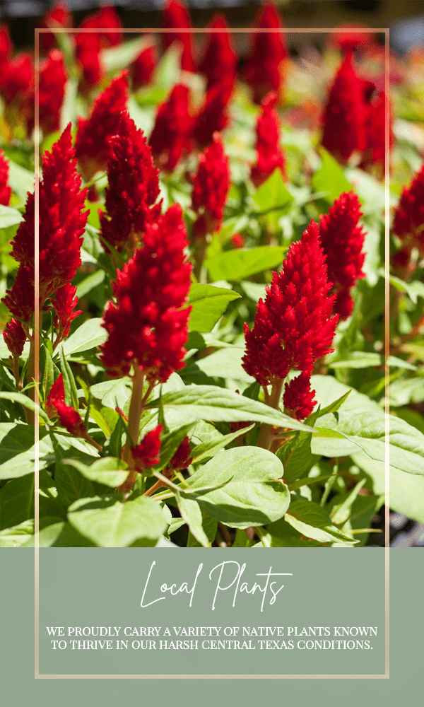 texas native plants for sale texas native plants for sale